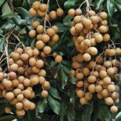 İthal Nadir Tropikal Longan Meyvesi Tohumu Ekim Seti - 3