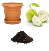 İthal Tropikal Psidium Guava Meyvesi Tohumu Ekim Seti - 1