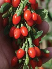 İthal GojiBerry Tohumu Ekim Seti - 5