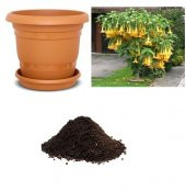 İthal Sarı Meleklerin Borozanı Tohumu Ekim Seti - 1