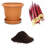 Nadir Kırmızı Bamya Tohumu Ekim Seti thumbnail 1