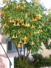 İthal Sarı Angel Trumpet Tohumu Ekim Seti - 3
