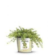 Aromatik Dağ Kekik Tohumu Ekim Seti - 2
