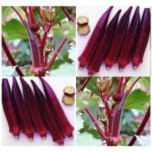 Nadir Kırmızı Bamya Tohumu Ekim Seti thumbnail 5