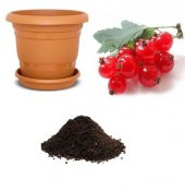 Tropikal Bektaş Üzümü Tohumu Ekim Seti thumbnail 1