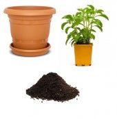 Saksılık Stevya Tohumu Ekim Seti - 1