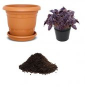 Geniş Yaprak Mis Kokulu Mor Fesleğen Tohumu Ekim Seti thumbnail 1