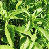 Saksılık Stevia Tohumu Ekim Seti - 2