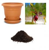 Saksılık Nadir Ördek Orkide Tohumu Ekim Seti - 1