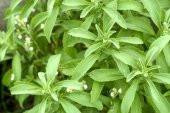 Saksılık Stevia Tohumu Ekim Seti - 4