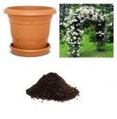 Nadir Yediveren Beyaz Sarmaşık Gül Tohumu Ekim Seti - 1