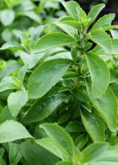 Saksılık Stevia Tohumu Ekim Seti - 5