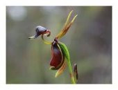 Saksılık Nadir Ördek Orkide Tohumu Ekim Seti - 3