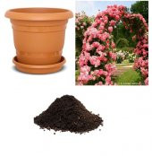 Nadir Yediveren Pembe Sarmaşık Gül Tohumu Ekim Seti thumbnail 1