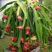 Pitaya Tohumu Ejder Meyvesi Tohumu 10 Adet Tohum Pithaya Dragon Fruit - 4