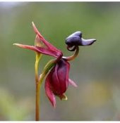 Saksılık Nadir Ördek Orkide Tohumu Ekim Seti - 4