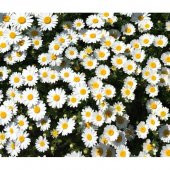 Yayılıcı Papatya Tohumu Ekim Seti thumbnail 2