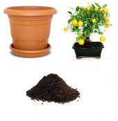 Nadir İthal Limon Bonsai Ağacı Tohumu Ekim Seti - 1