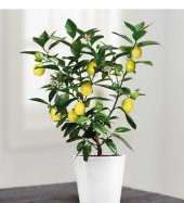 Nadir İthal Limon Bonsai Ağacı Tohumu Ekim Seti - 2