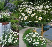 Yayılıcı Kır Papatyası Tohumu Ekim Seti thumbnail 4