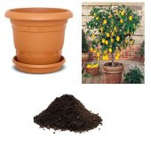 Nadir İthal Saksılık Hint Limon Ağacı Tohumu Ekim Seti thumbnail 1