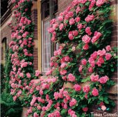 Nadir Yediveren Pembe Sarmaşık Gül Tohumu Ekim Seti thumbnail 4