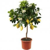 Nadir İthal Limon Bonsai Ağacı Tohumu Ekim Seti - 3