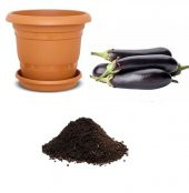 Kemer Patlıcan Tohumu Ekim Seti thumbnail 1