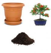 İthal Kızılcık Bonzai Ağacı Tohumu Ekim Seti - 1