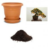 İthal Kayısı Bonzai Ağacı Tohumu Ekim Seti thumbnail 1