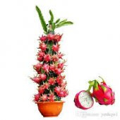 Tropikal Saksılık Ejderha Meyvesi Tohumu Ekim Seti - 3