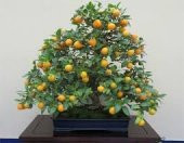 İthal Kayısı Bonzai Ağacı Tohumu Ekim Seti thumbnail 2