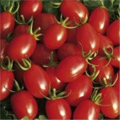 Saksılık Zeytin Domates Tohumu Ekim Seti - 2