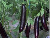 Kemer Patlıcan Tohumu Ekim Seti thumbnail 3