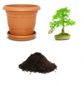 İthal Meşe Bonzai Ağacı Tohumu Ekim Seti - 1