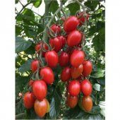 Saksılık Zeytin Domates Tohumu Ekim Seti - 3