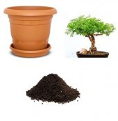 İthal Gümüş Akasya Bonzai Ağacı Tohumu Ekim Seti - 1