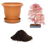 İthal Acer Platum Bonzai Ağacı Tohumu Ekim Seti thumbnail 1