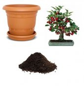 İthal Bodur Kiraz Ağacı Bonzai Tohumu Ekim Seti thumbnail 1