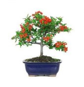 İthal Kızılcık Bonzai Ağacı Tohumu Ekim Seti - 4