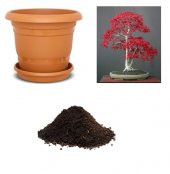 İthal Acer Rubrum Bonzai Ağacı Tohumu Ekim Seti thumbnail 1