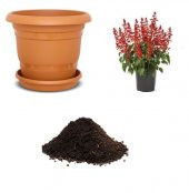 Kırmızı Ateş Çiçeği Tohumu Ekim Seti - 1