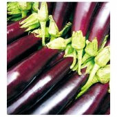 Kemer Patlıcan Tohumu Ekim Seti thumbnail 5