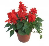 Kırmızı Ateş Çiçeği Tohumu Ekim Seti - 2