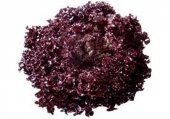 Lollorosso Kıvırcık Marul Tohumu 100 Adet Tohum Lolo Rosso Marul - 2