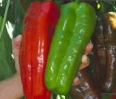 Tatlı İri Marconi Biber Tohumu 15 Adet Tohum thumbnail 2