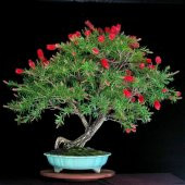 Nadir İthal Callistemon Bonzai Ağacı Tohumu Ekim Seti - 3