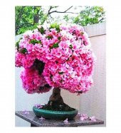 Erguvan Bonzai Ağacı Tohumu 5 Adet Bonsai Ağacı Tohumu - 2