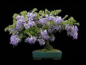 Jakaranda Bonzai Ağacı Tohumu 5 Adet Bonsai Ağacı Tohumu - 2