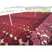 Lollorosso Kıvırcık Marul Tohumu 100 Adet Tohum Lolo Rosso Marul - 3
